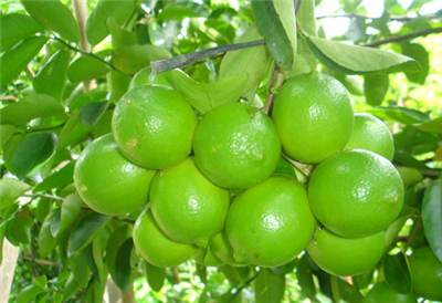 Tác dụng của 16 loại amino acid đối với cây ăn trái
